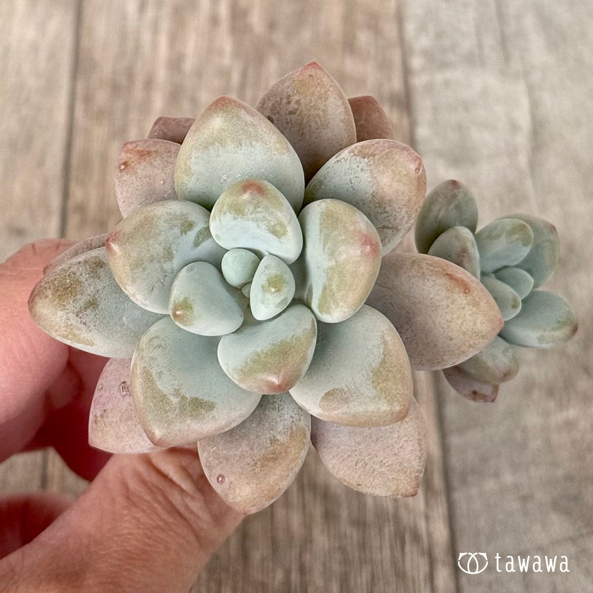Miuru (Air Magic Farm Seedlings)