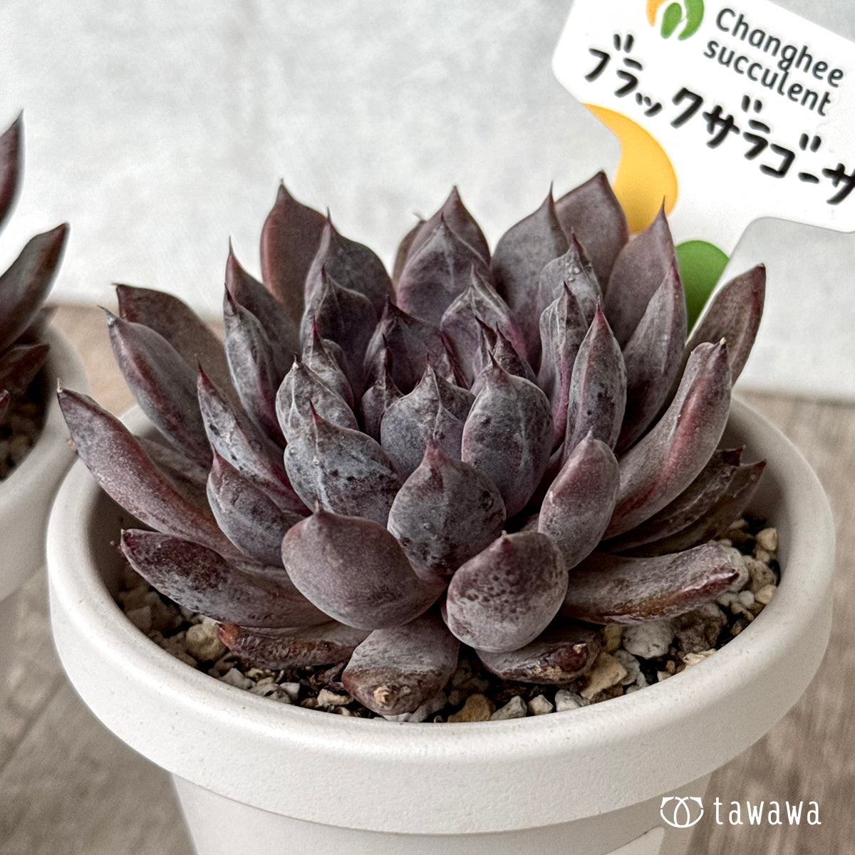 *新発売* ブラックザラゴーサ(チャンヒー農園)【tawawaハウス苗】(根張り鉢3号)