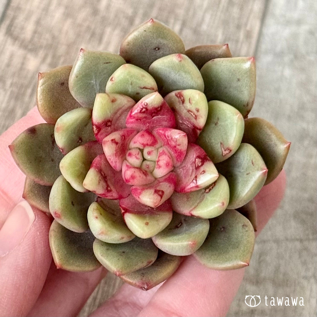 *新入荷* エコルビーン(エアーマジック農園苗)