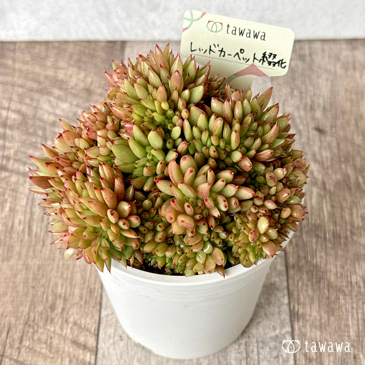 *新発売* レッドカーペット綴化【tawawaハウス苗】(A-35鉢)
