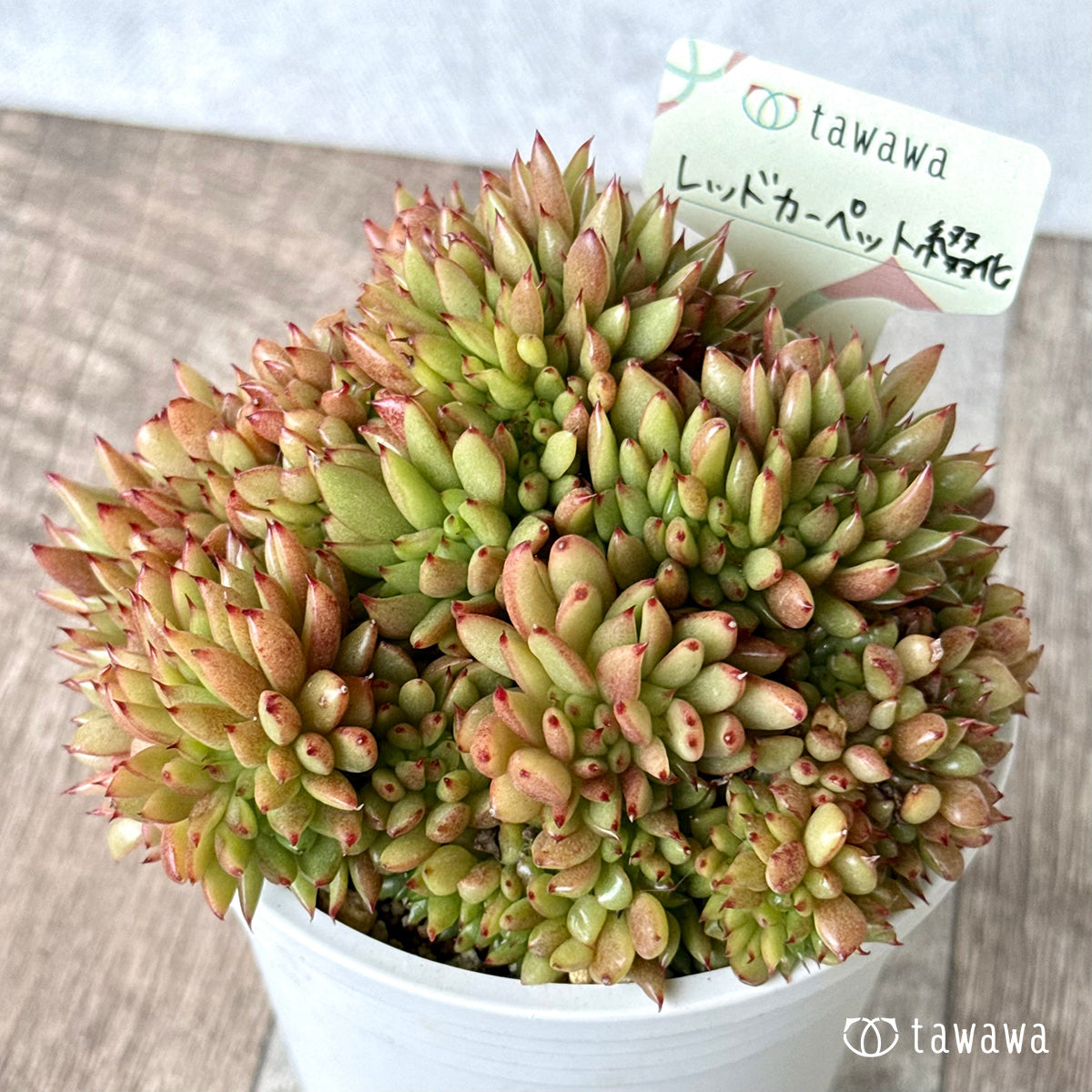 *新発売* レッドカーペット綴化【tawawaハウス苗】(A-35鉢)