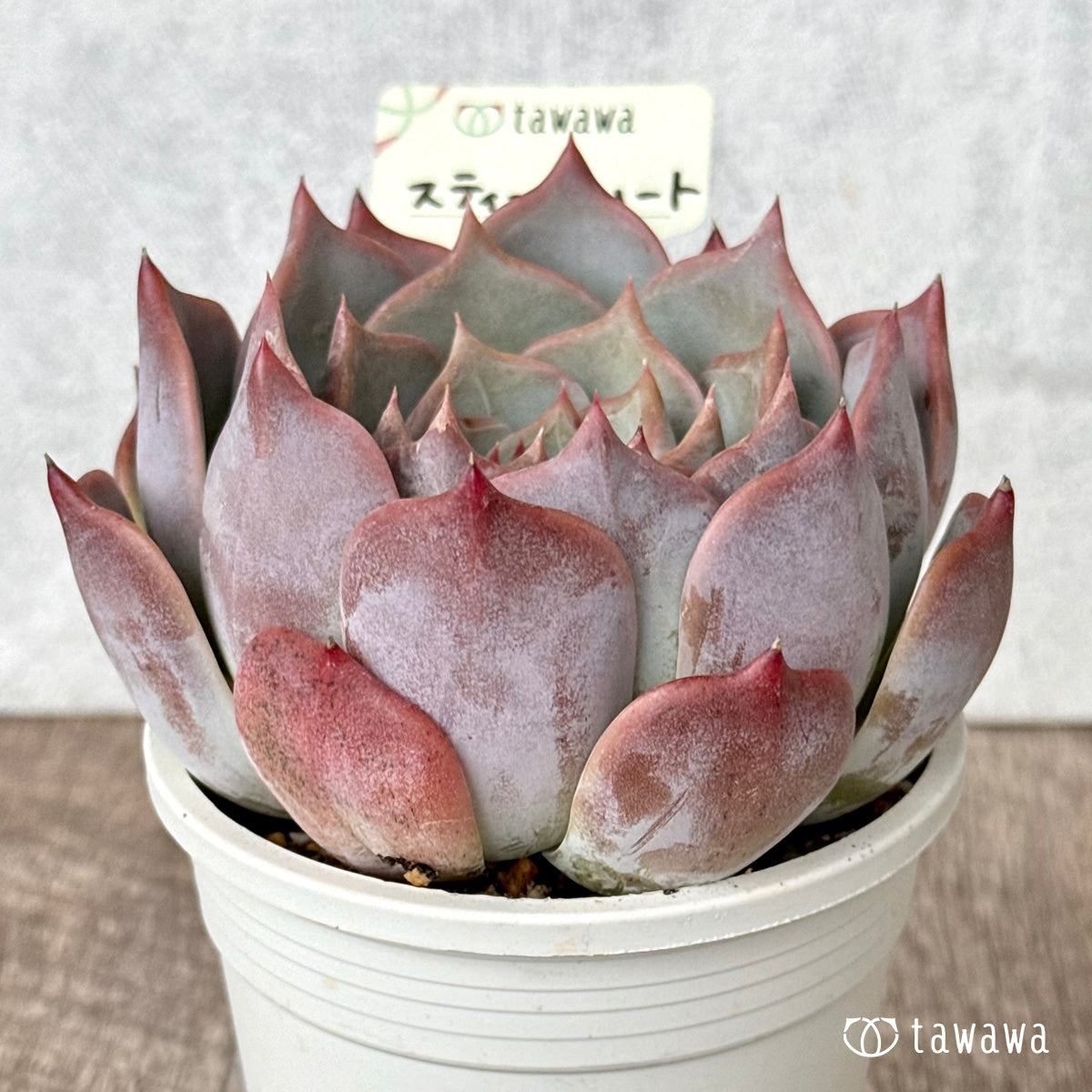 New Arrival* Cubic Frost