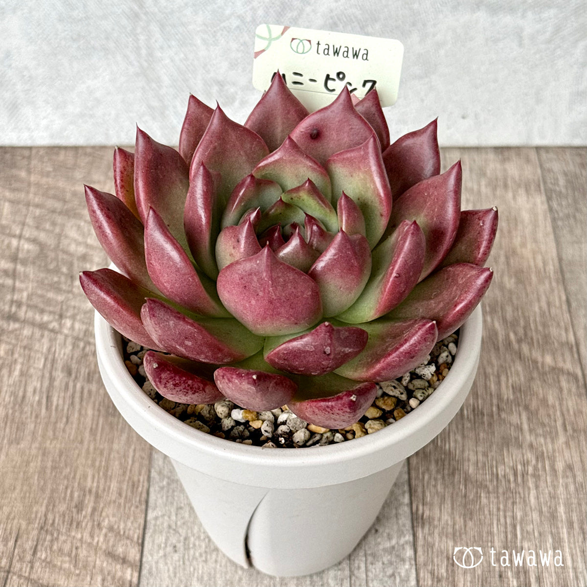 *新発売* ハニーピンク【tawawaハウス苗】(根張り鉢4号)