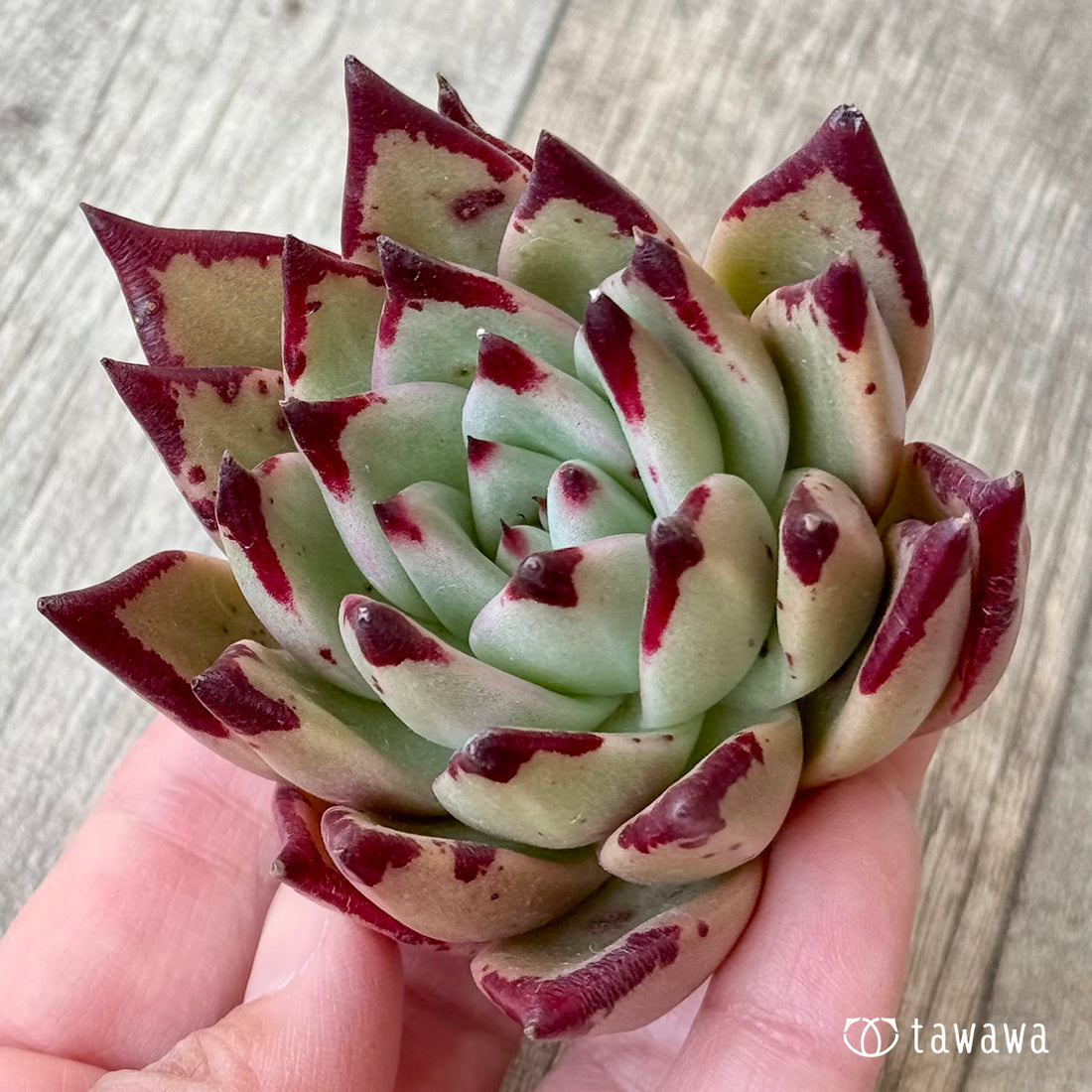 *新入荷* レッドパス(エアーマジック農園苗)