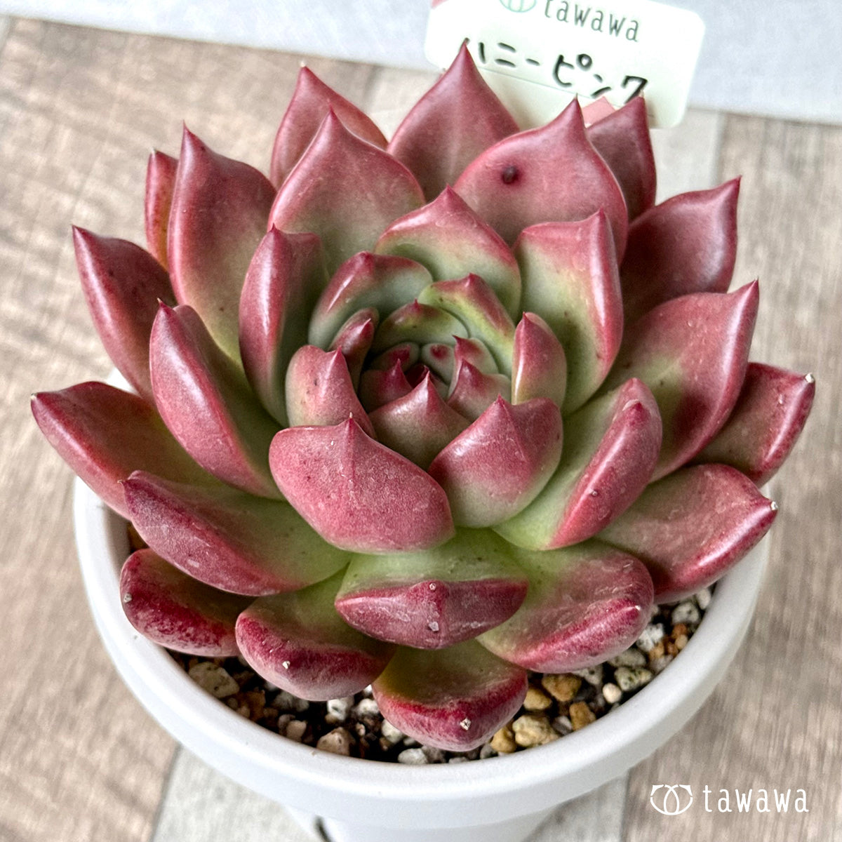 *新発売* ハニーピンク【tawawaハウス苗】(根張り鉢4号)