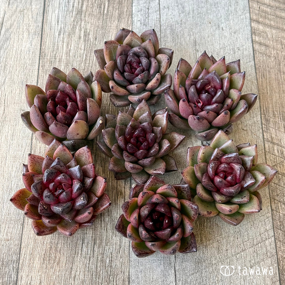 【3/9発売】ブラックパス(エアーマジック農園苗)