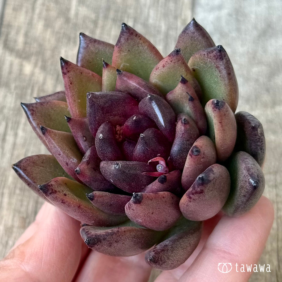 *新入荷* ブラックパス(エアーマジック農園苗)