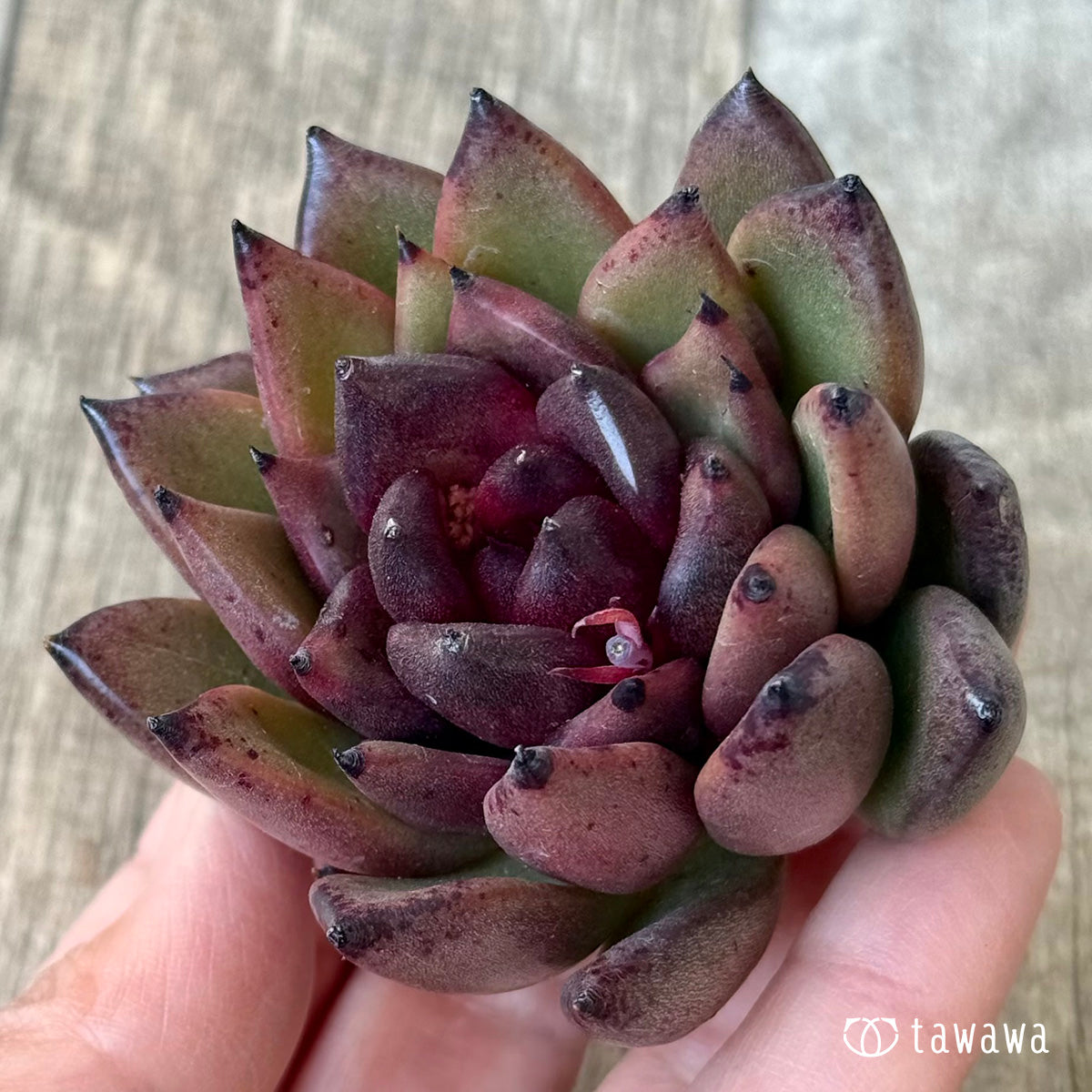 【3/9発売】ブラックパス(エアーマジック農園苗)