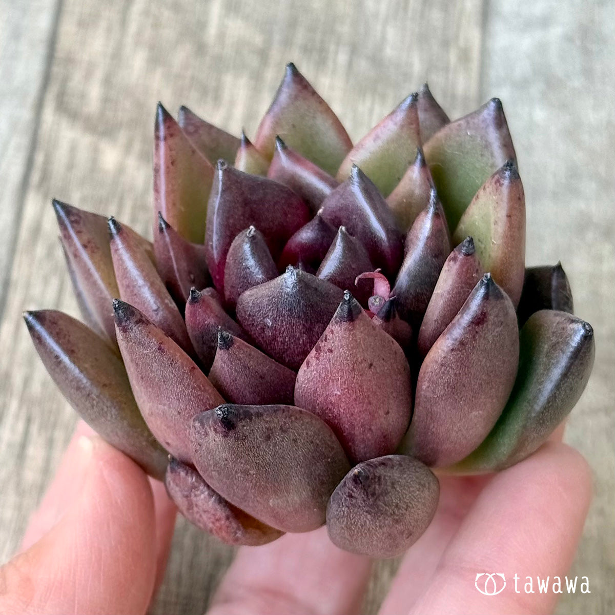 【3/9発売】ブラックパス(エアーマジック農園苗)