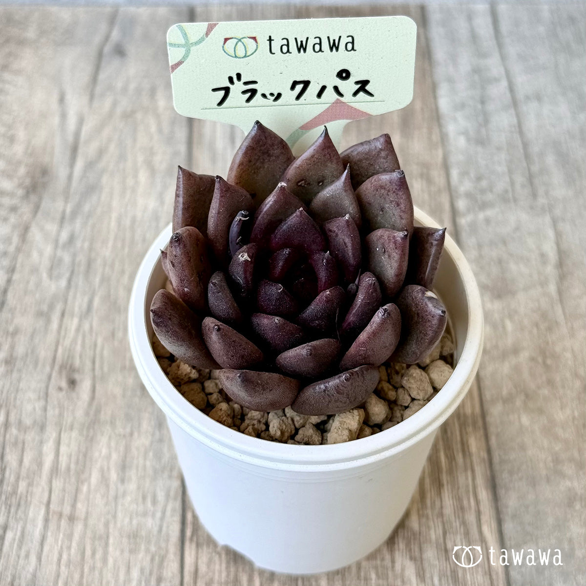 【3/9発売】ブラックパス(エアーマジック農園苗)