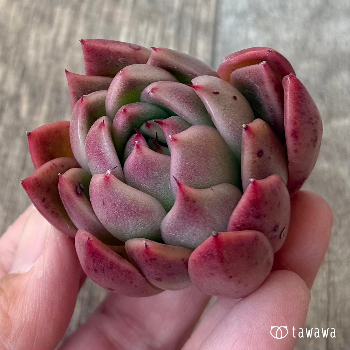 *新入荷* エランジェ(エアーマジック農園苗)