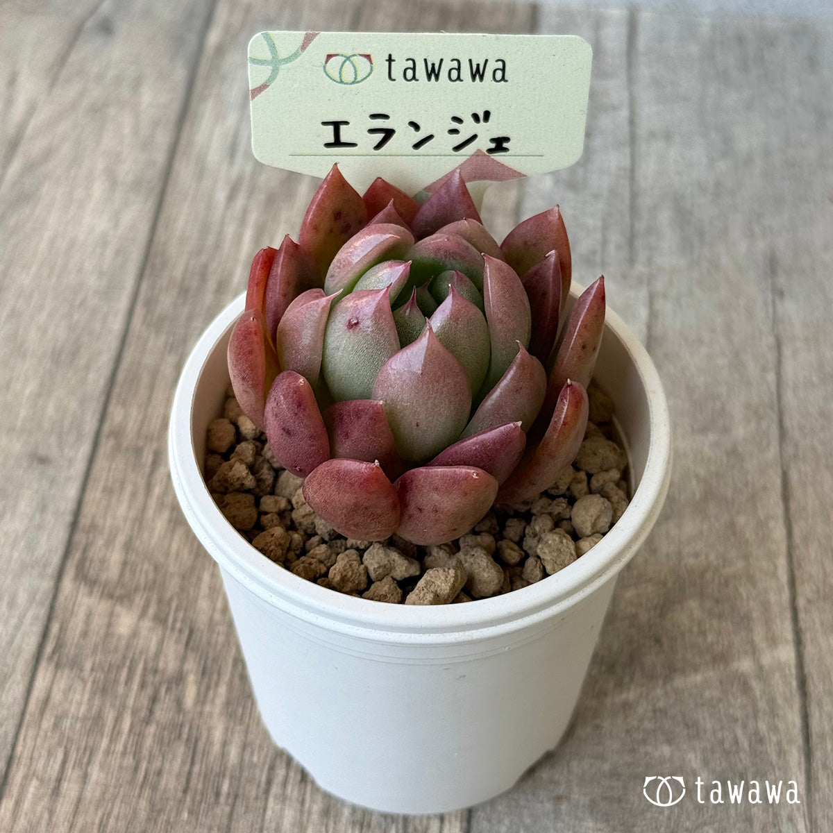 *新入荷* エランジェ(エアーマジック農園苗)