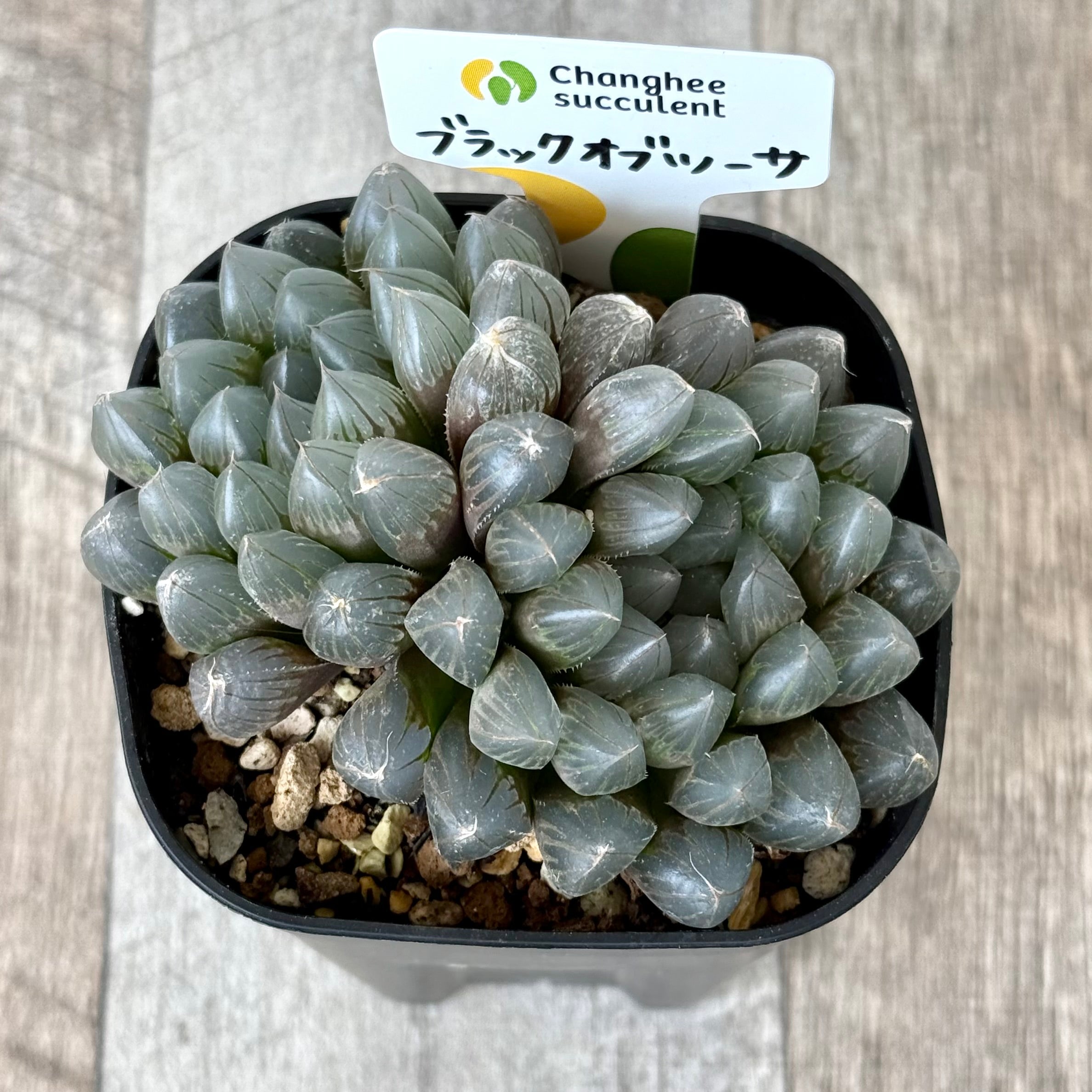 ブラックオブツーサ(チャンヒー農園)【tawawaハウス苗】(プレステラ90深鉢)