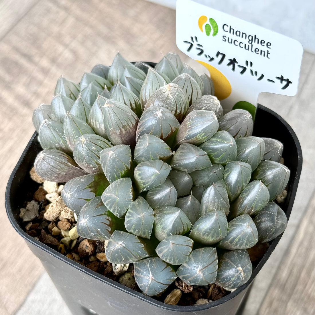 ブラックオブツーサ(チャンヒー農園)【tawawaハウス苗】(プレステラ90深鉢)