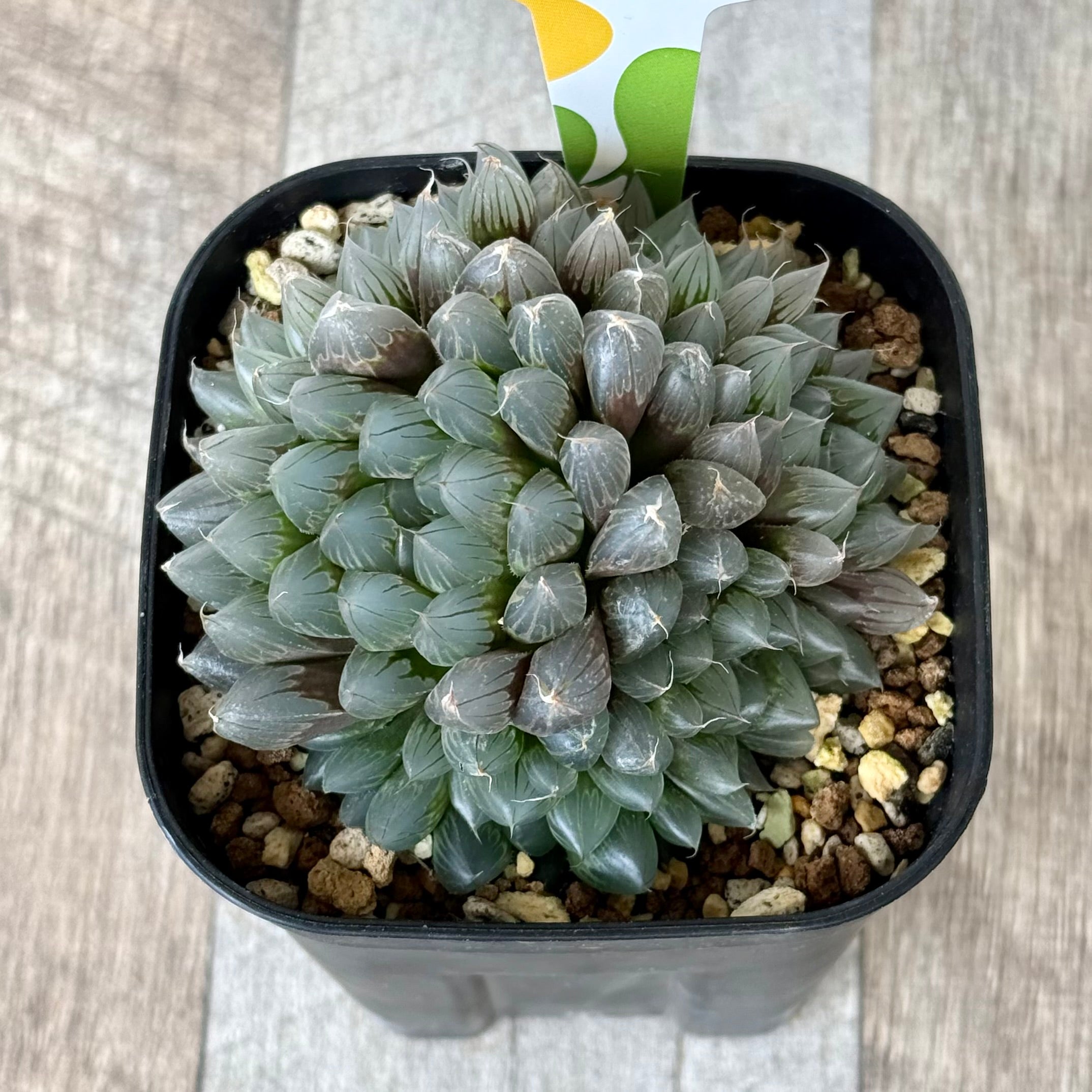 ブラックオブツーサ(チャンヒー農園)【tawawaハウス苗】(プレステラ105深鉢)