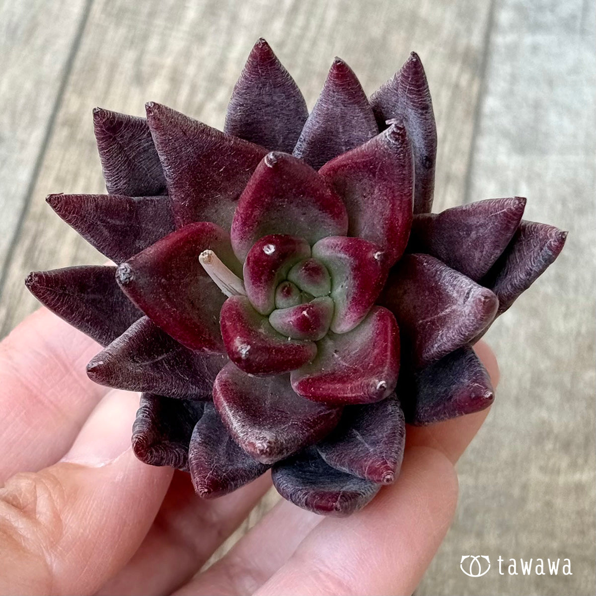 Song of Fire (Air Magic Nursery Seedlings)