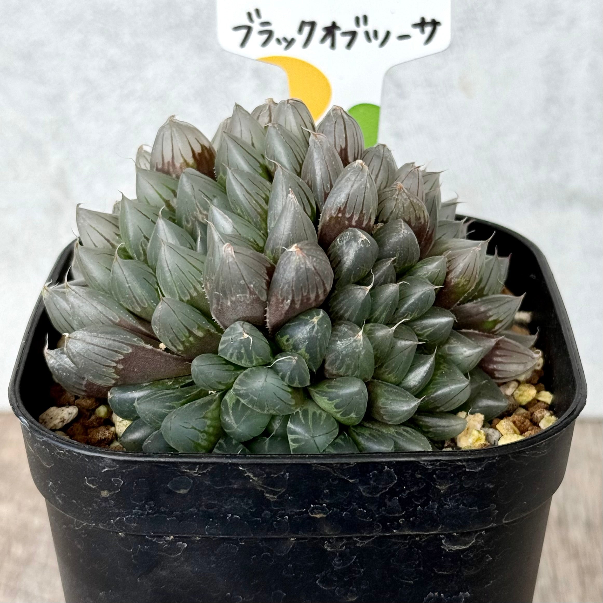 ブラックオブツーサ(チャンヒー農園)【tawawaハウス苗】(プレステラ105深鉢)