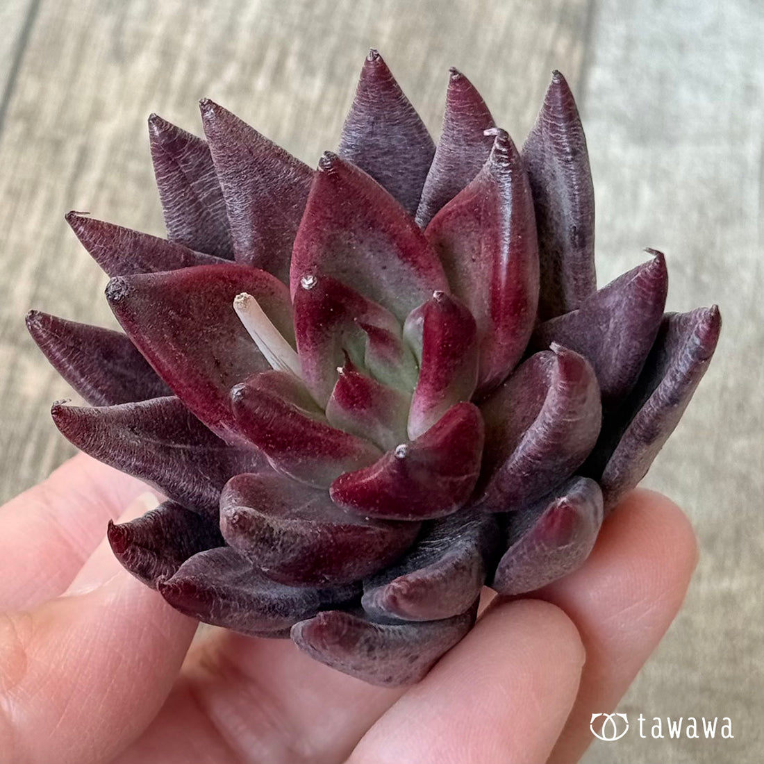 *新入荷* ソングオブファイア(エアーマジック農園苗)