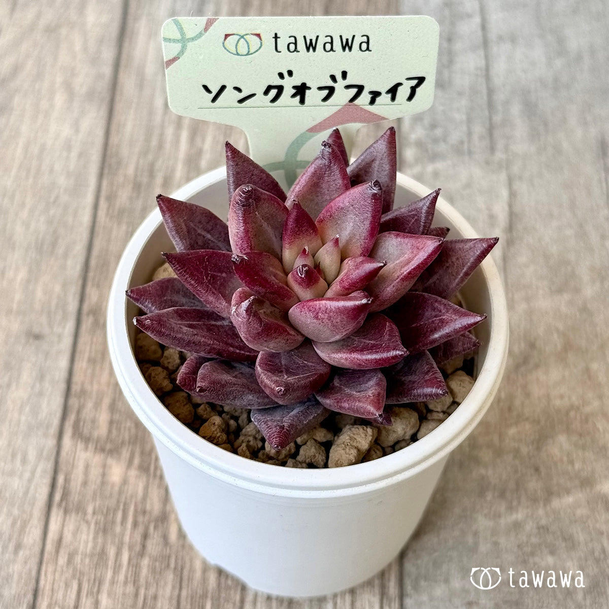 *新入荷* ソングオブファイア(エアーマジック農園苗)