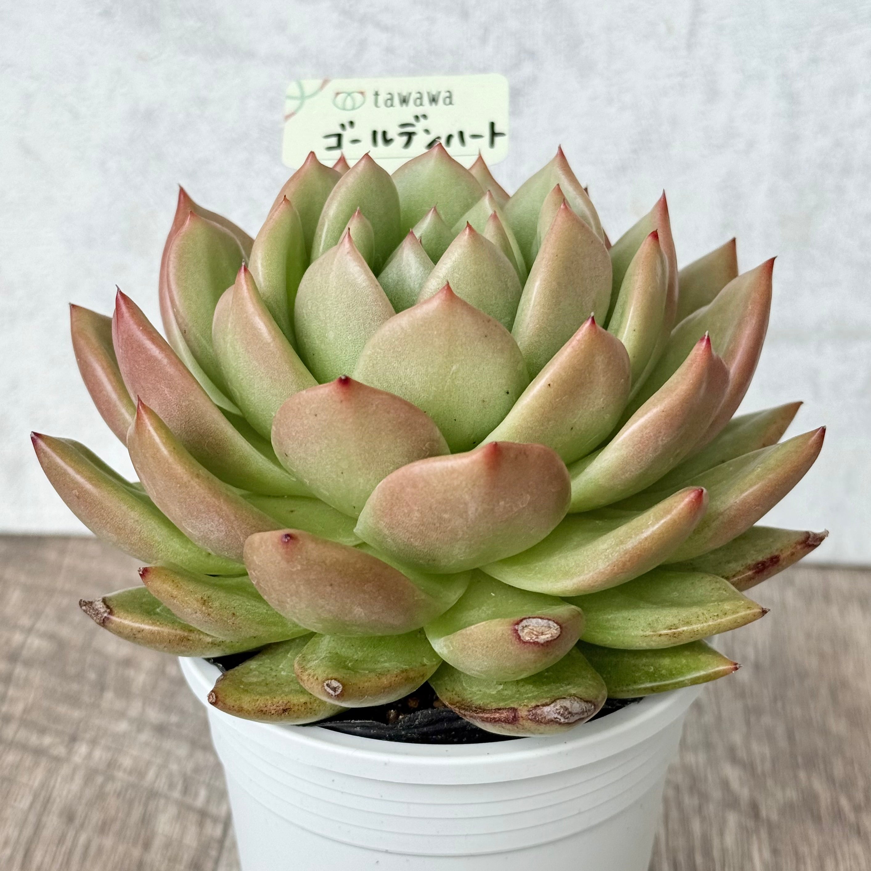 ゴールデンハート【tawawaハウス苗】(9cmポット)