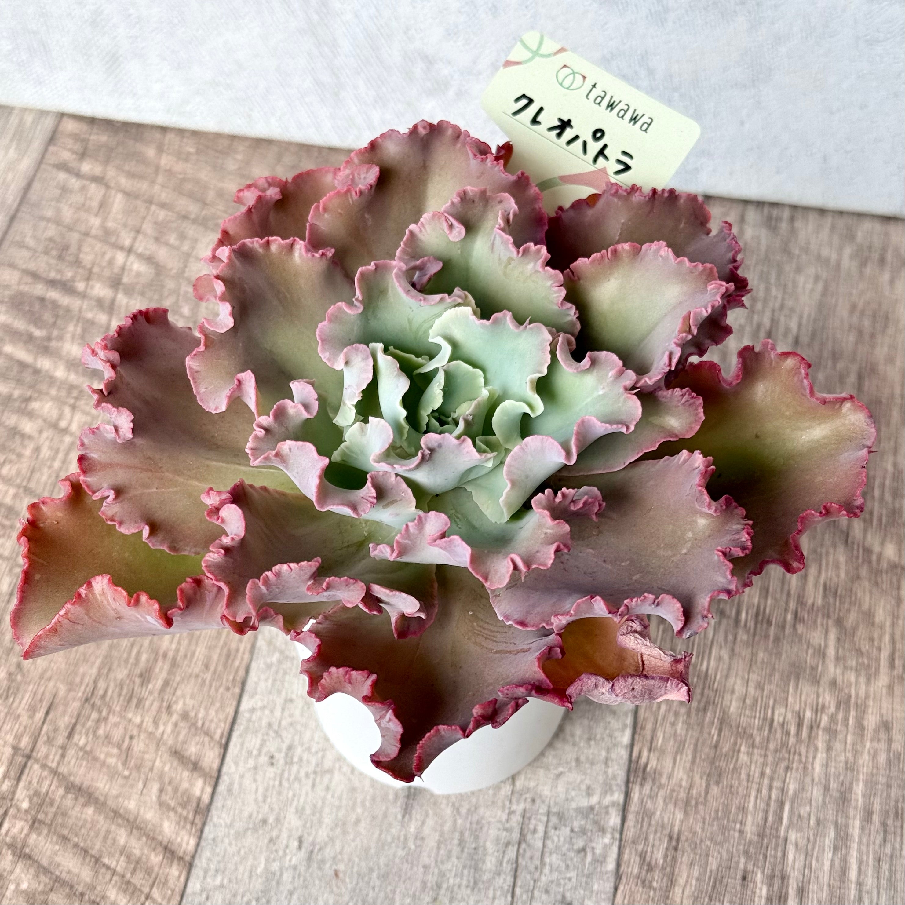 *新発売* クレオパトラ【tawawaハウス苗】(7.5cmポット)