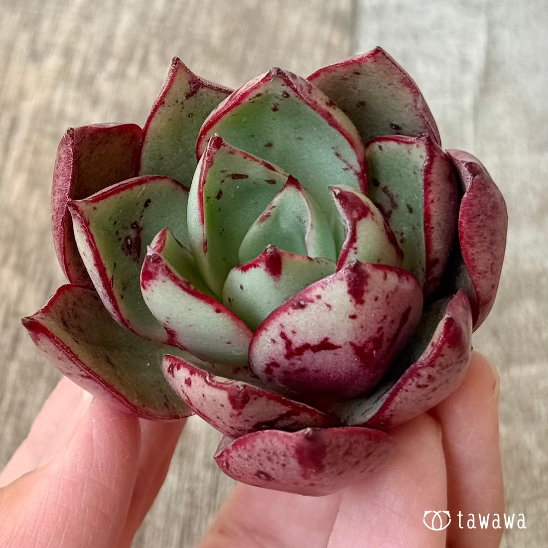 *新入荷* マジックロホ(エアーマジック農園苗)