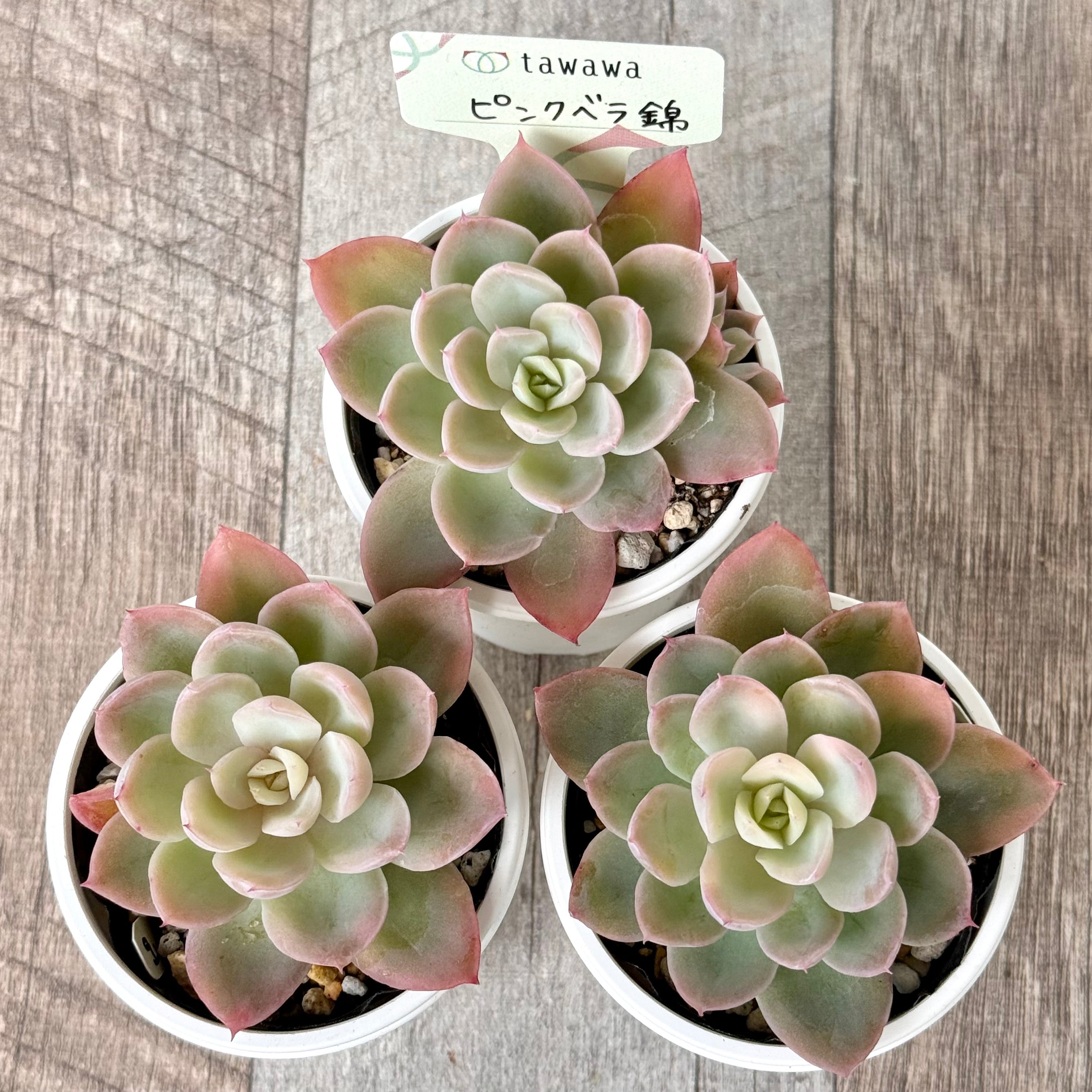 ピンクベラ錦【tawawaハウス苗】