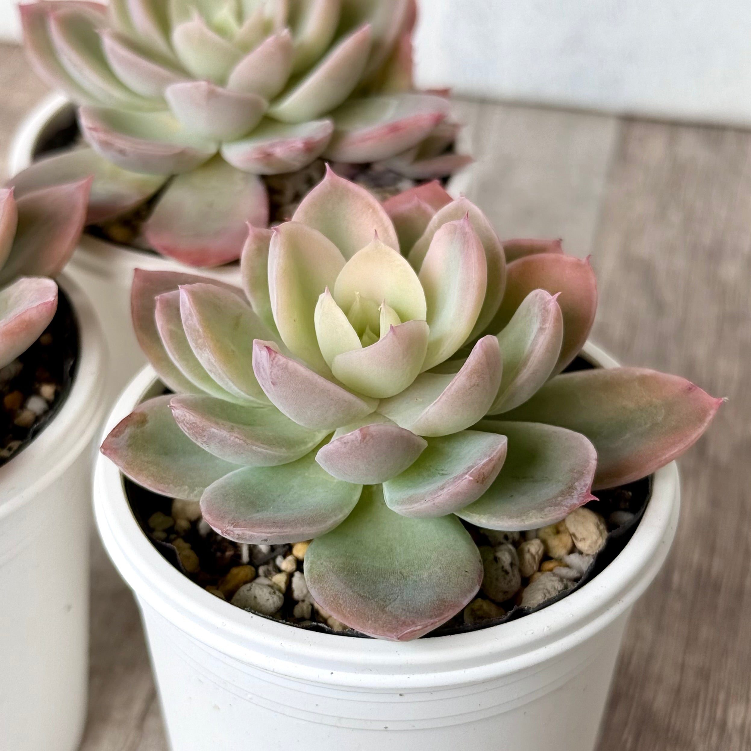 ピンクベラ錦【tawawaハウス苗】