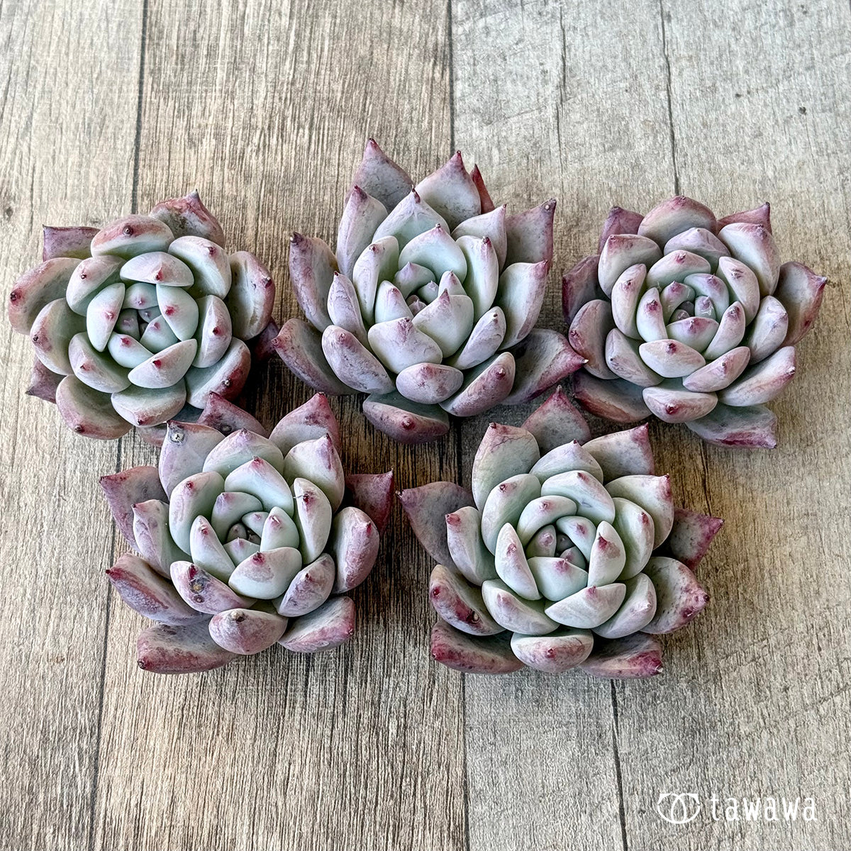 ヒタコ(エアーマジック農園苗)