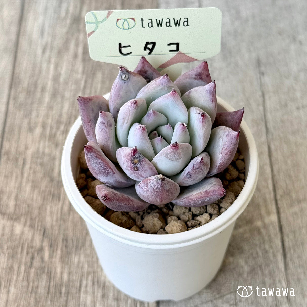 ヒタコ(エアーマジック農園苗)