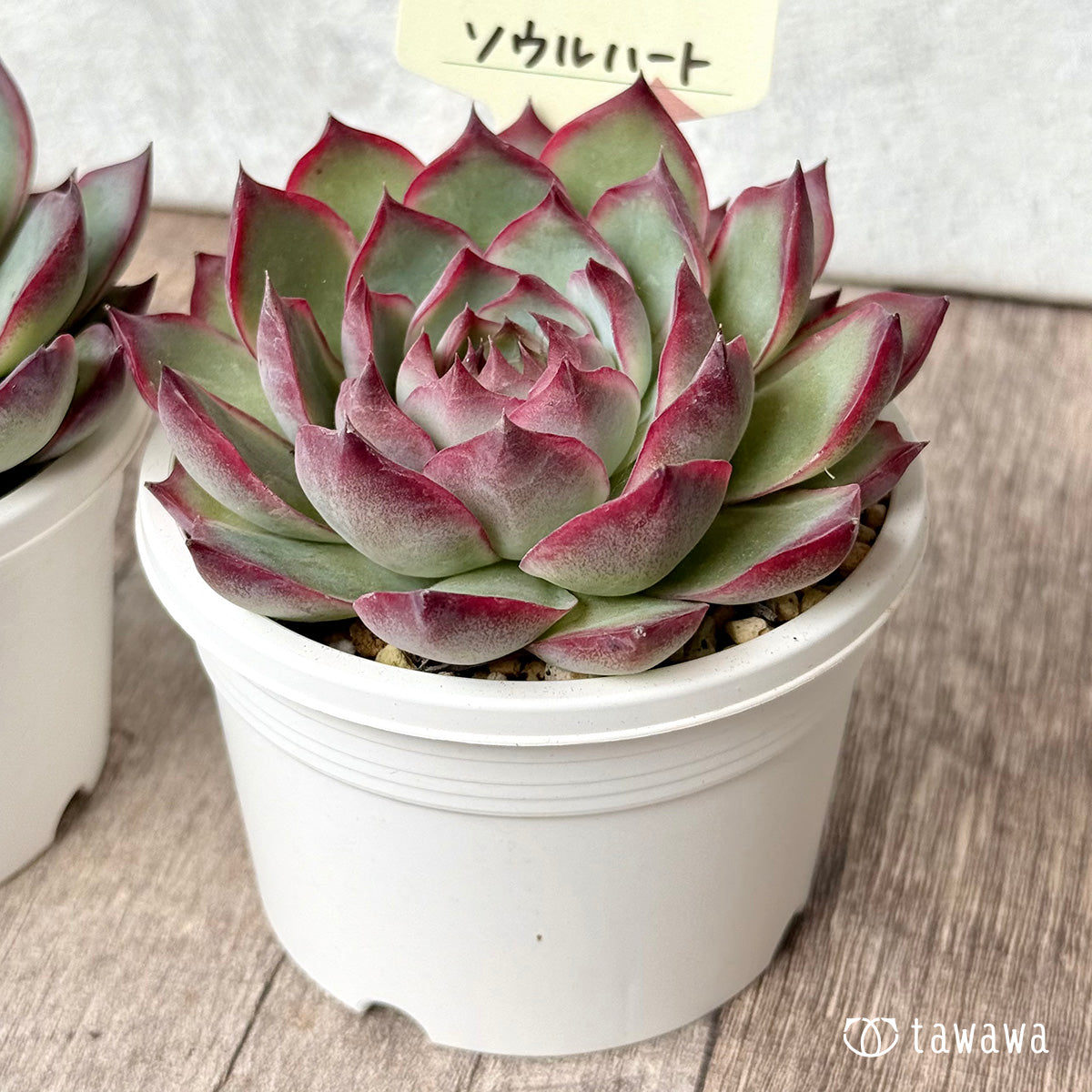*新発売* ソウルハート(エアーマジック農園)【tawawaハウス苗】(A-30s浅鉢)