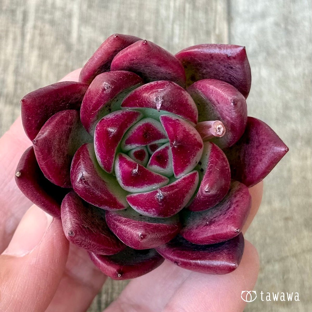 多肉植物　韓国苗　マジック マジッククラウン（エアーマジック農園苗） – 多肉植物の通販・販売