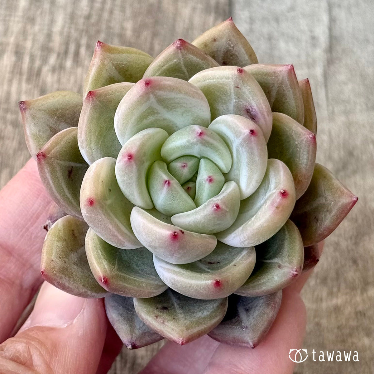 Top【選抜株】多肉植物　24635ルナ―　コロナ 24個　鉢無し/脱土 ルナソーラー（エアーマジック苗） – 多肉植物の通販・販売サイト tawawa