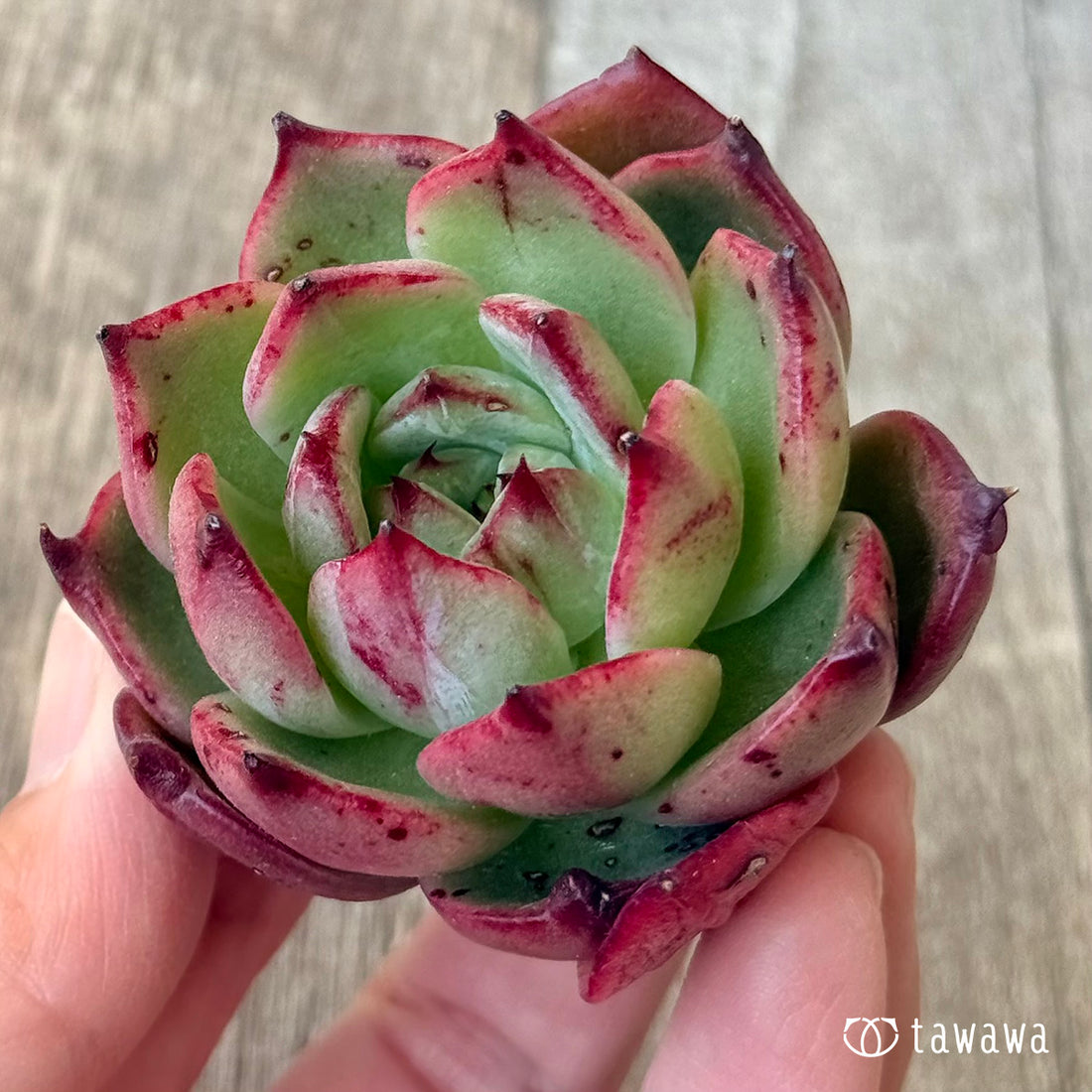 *新入荷* プエコ(エアーマジック農園苗)