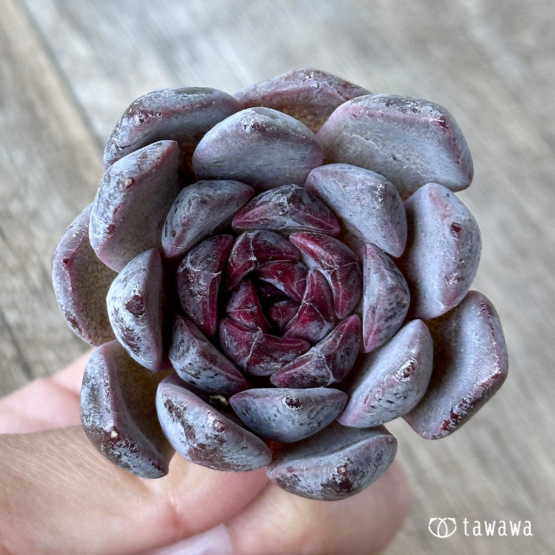 ブラッドマリア×メキシカンスノーボールhyb(花村農園苗)