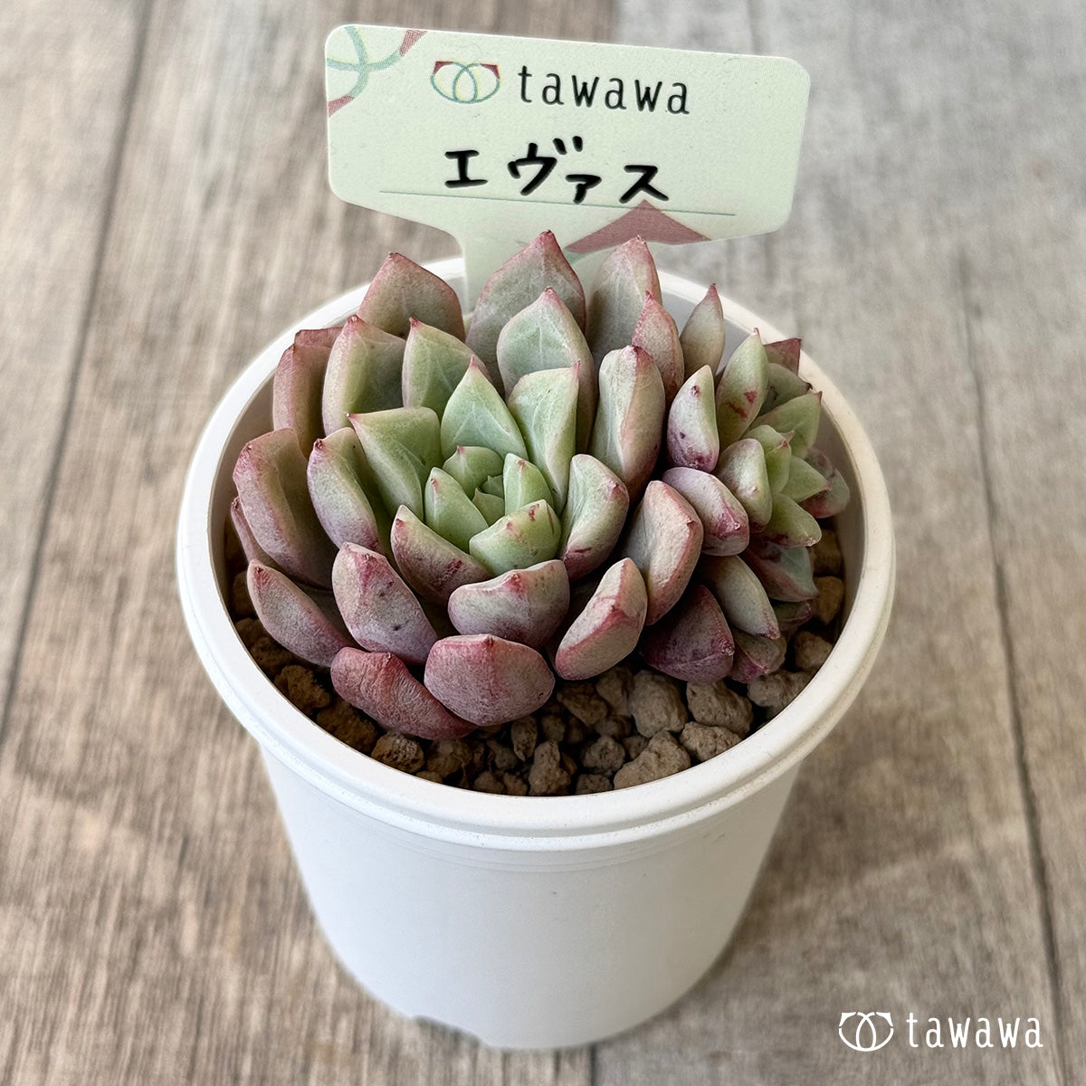 *新入荷* エヴァス(エアーマジック農園苗)