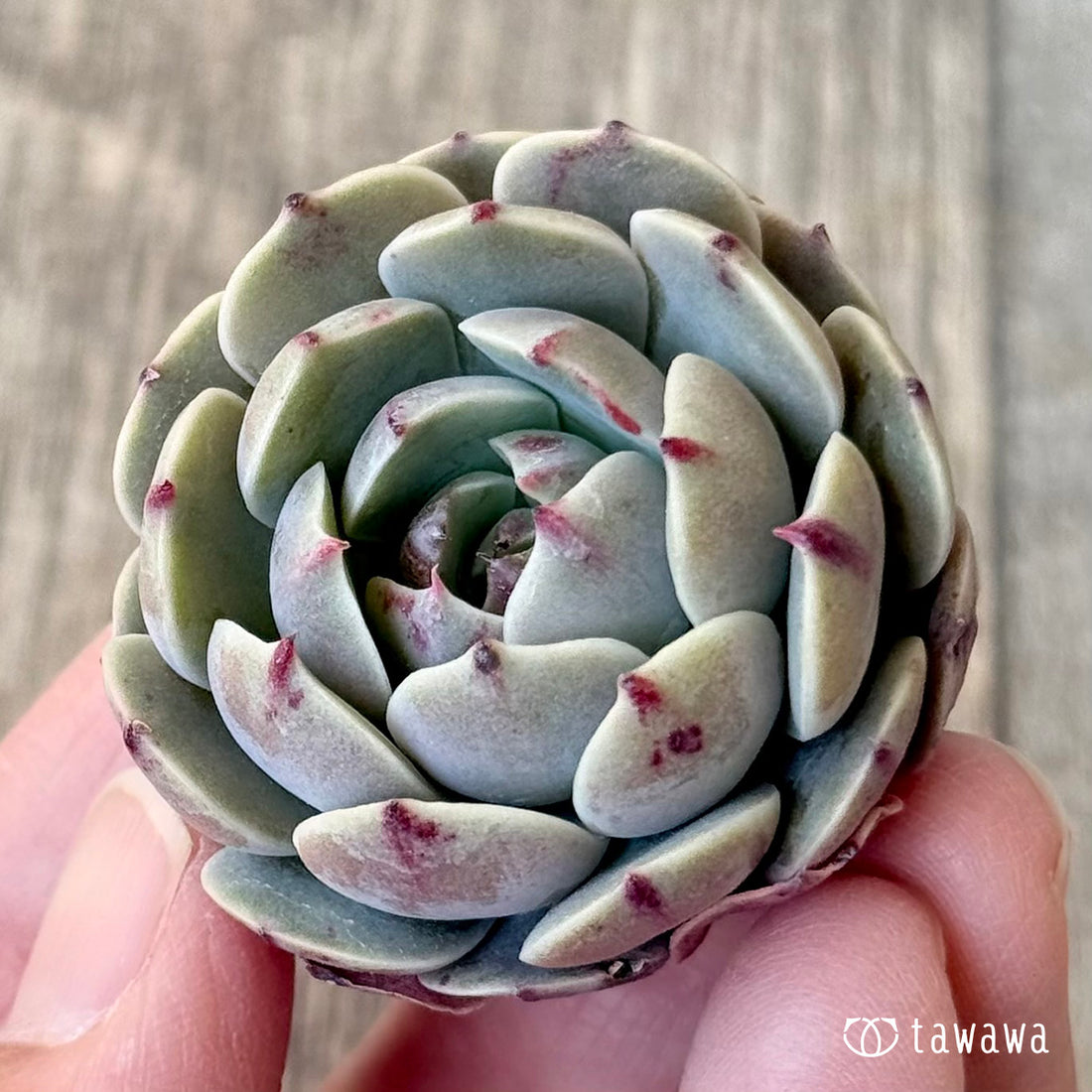 *新入荷* ヨソル(エアーマジック農園苗)