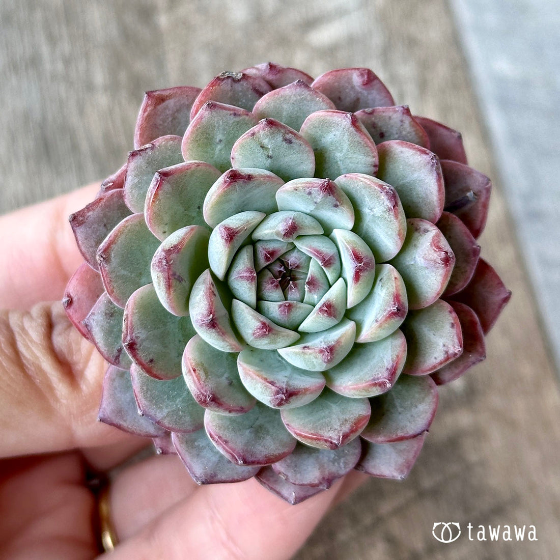 Blue Minima Blue Minima