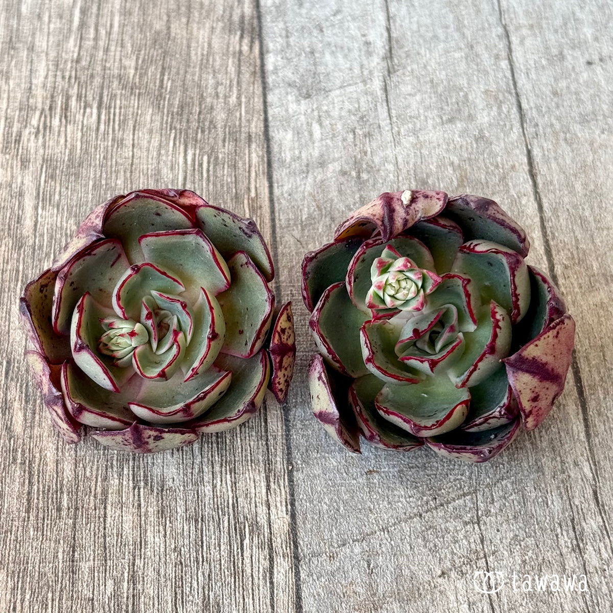 ミノシマ【単頭】(エアーマジック農園苗)