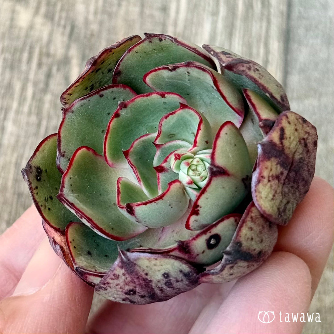 *新入荷* ミノシマ【単頭】(エアーマジック農園苗)