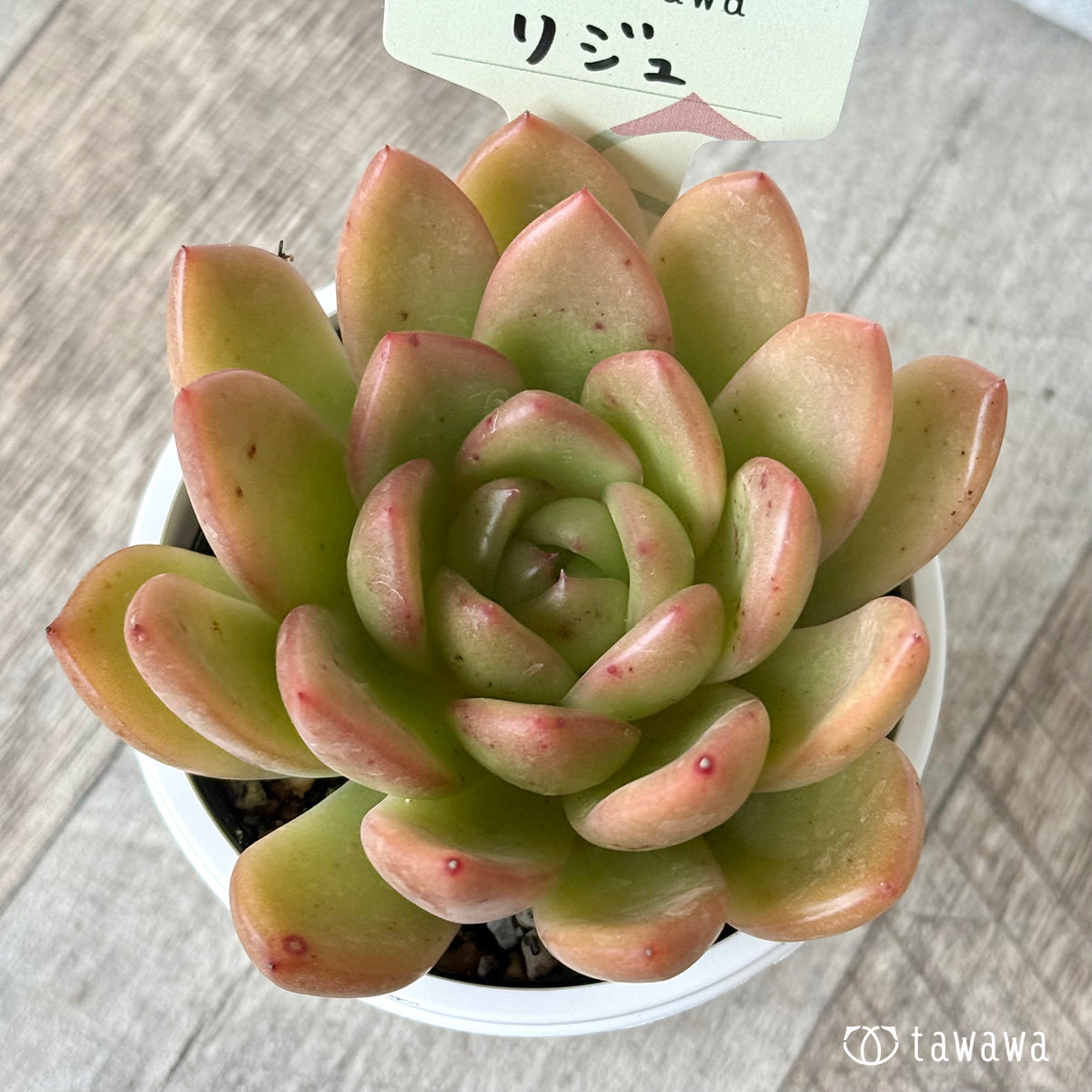 *新発売* リジュ(花村農園)【tawawaハウス苗】(7.5cmポット)