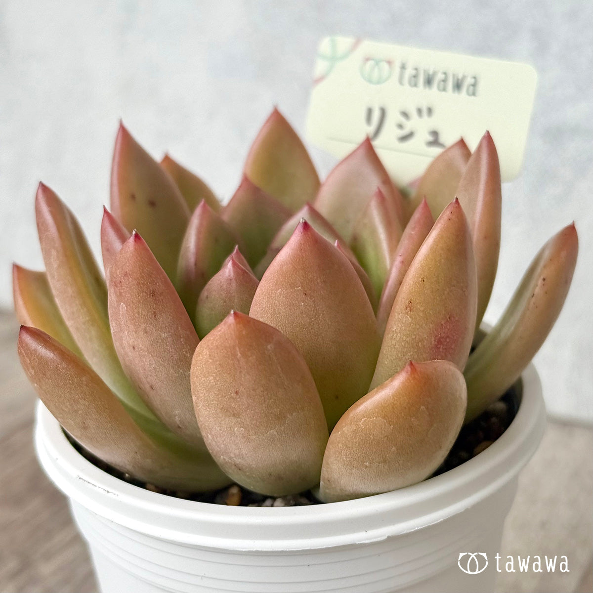 *新発売* リジュ(花村農園)【tawawaハウス苗】(7.5cmポット)