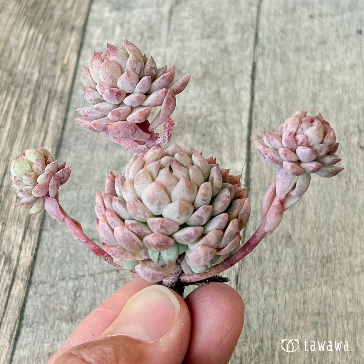 *新入荷* ピンクローサ(エアーマジック苗)