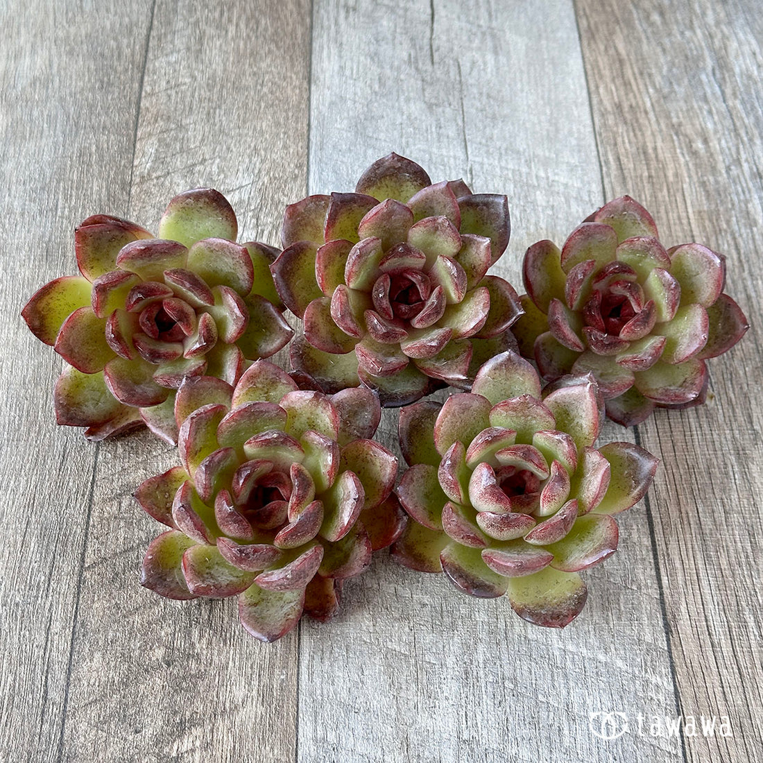 Mars(花村農園苗)