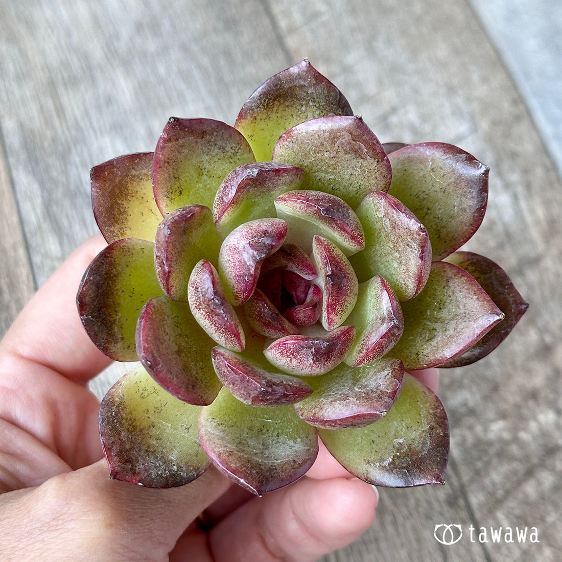 Mars(花村農園苗)