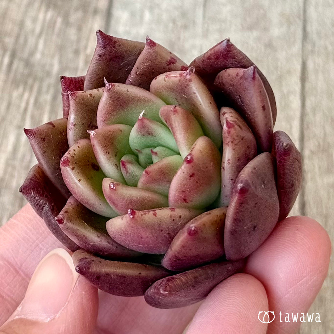 *新入荷* リッチモンド(エアーマジック農園苗)