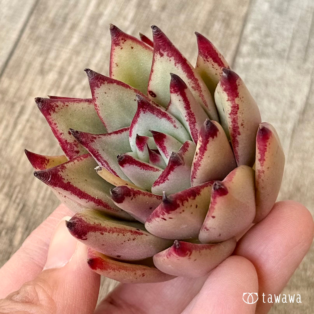 *新入荷* ブラックタコ(エアーマジック農園苗)