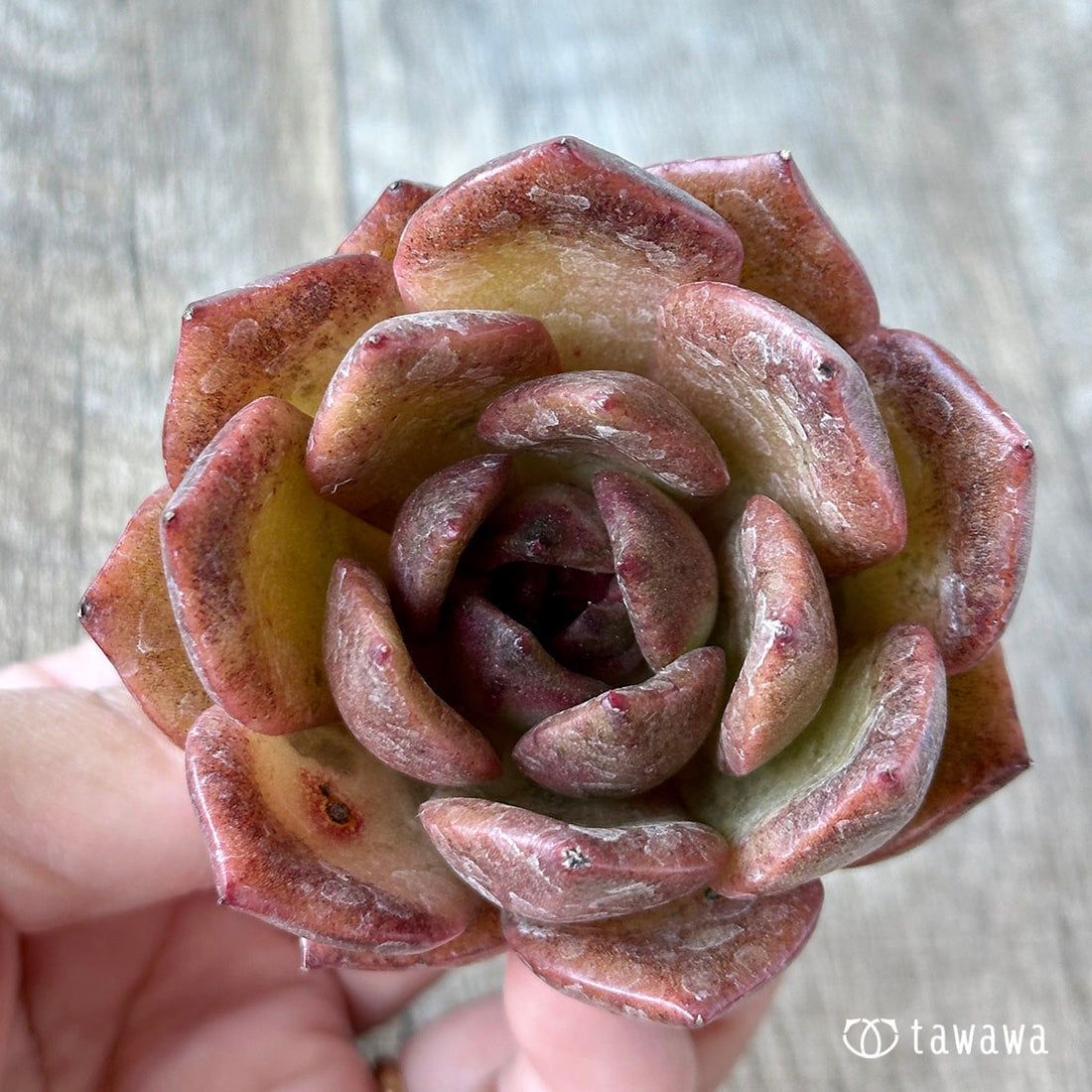 ラウイ×ブラッククイーン(花村農園苗)