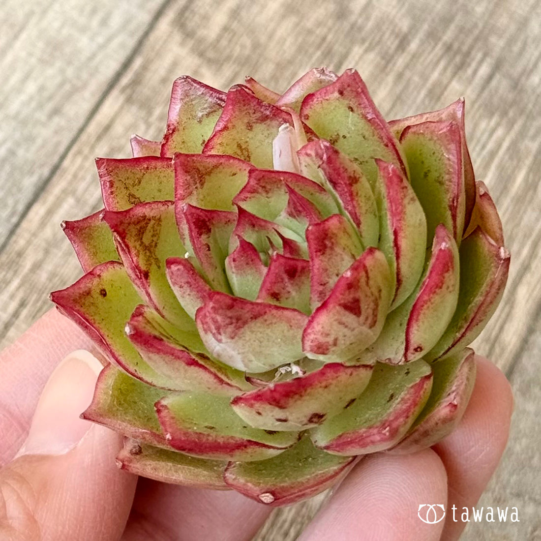 *新入荷* ブラッディア(エアーマジック農園苗)