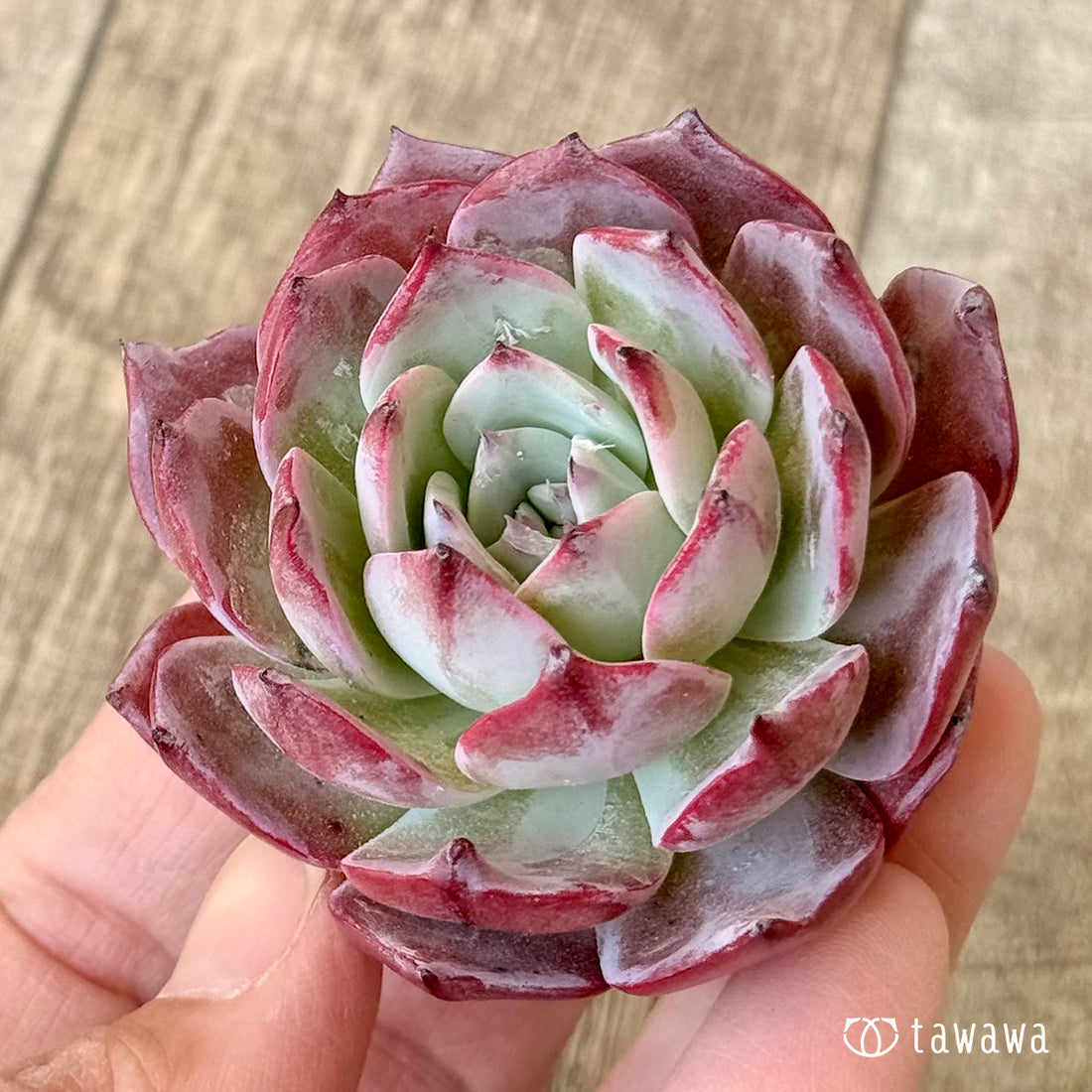 *新入荷* プリナ(エアーマジック農園苗)